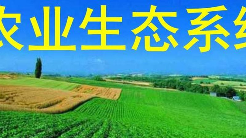 复合肥在粮食种植中的关键作用**