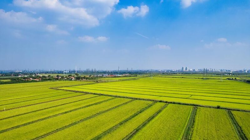 成都农业合作社理事长：肩负使命，引领农业发展