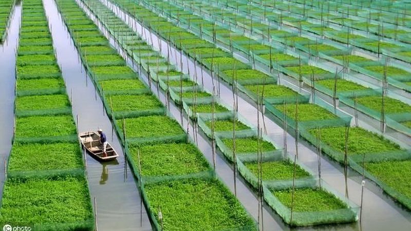 家庭农场种植设备加盟代理：如何选择合适方案**
