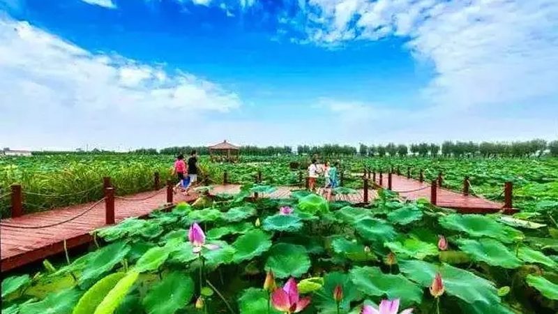 现代农业无土栽培设备：揭秘其核心优势与应用