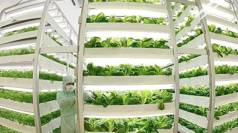 种植技术是影响项目成功的关键因素。在项目选择时，要关注以下几个方面：