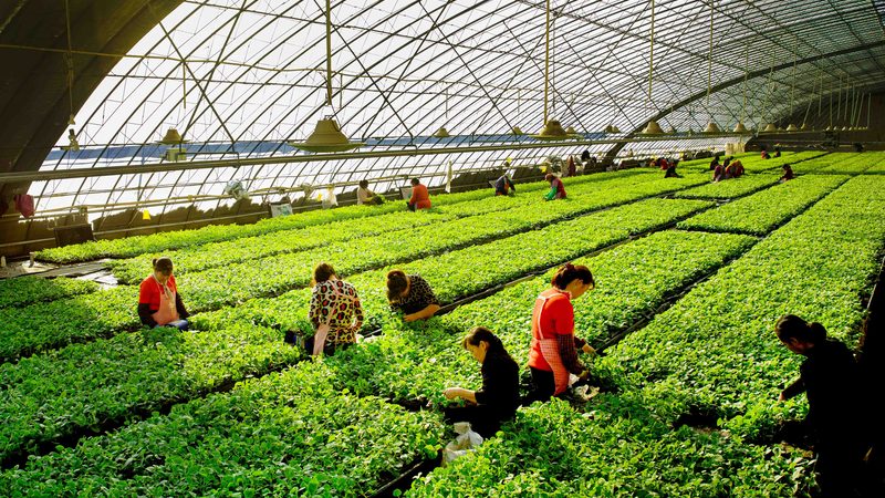 玻璃温室大棚：农业现代化的“温室”守护者