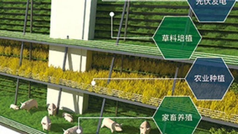 有机蔬菜的兴起：健康生活的追求