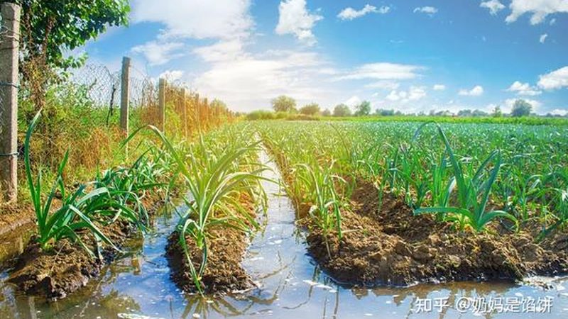 成都农资批发报价单背后的行业秘密**