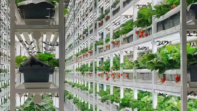 粮食种植与养殖结合：构建生态农业新模式